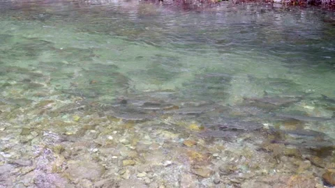 Wild salmon Stock Footage 138293283