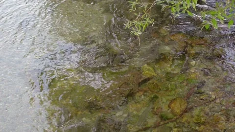 Wild salmon Stock Footage 138293394