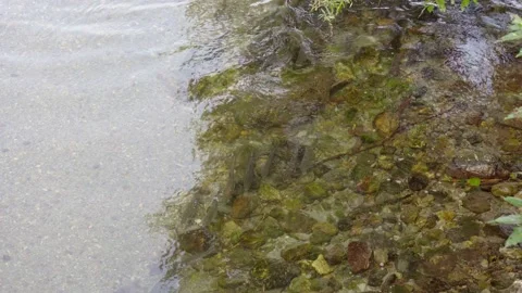 Wild salmon Stock Footage 138293403