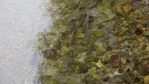 Wild salmon Stock Footage 138293503
