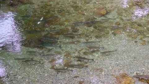 Wild salmon Stock Footage 138293517