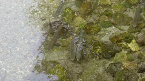 Wild salmon Stock Footage 138293577