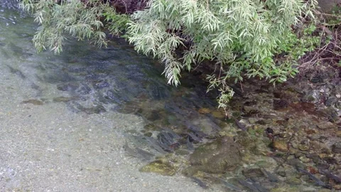 Wild salmon Stock Footage 138293634