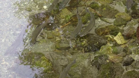 Wild salmon Stock Footage 138293643