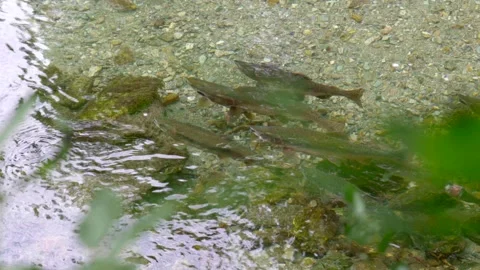 Wild salmon Stock Footage 138293703