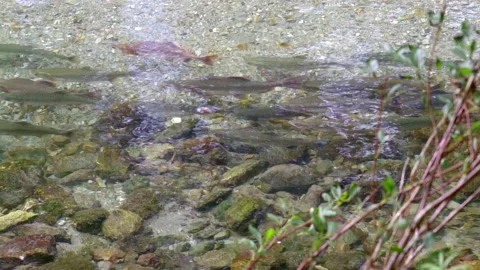 Wild salmon Stock Footage 138293708