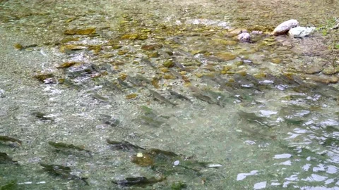Wild salmon Stock Footage 138293758