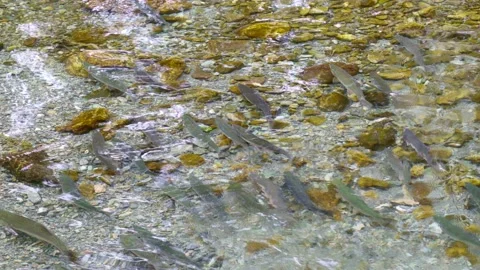 Wild salmon Stock Footage 138293814