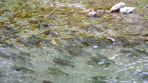 Wild salmon Stock Footage 138293864