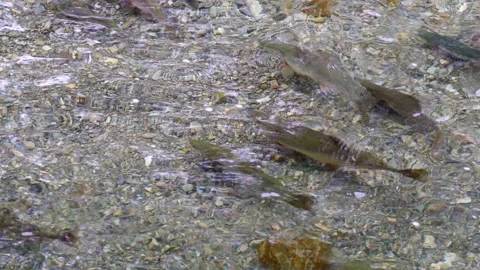 Wild salmon Stock Footage 138293884