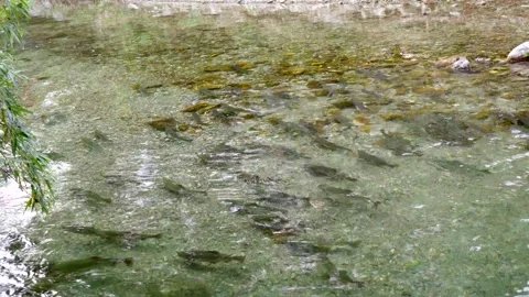 Wild salmon Stock Footage 138293964