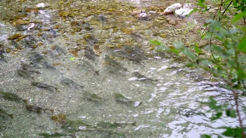 Wild salmon Stock Footage 138294040