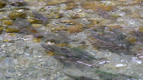 Wild salmon Stock Footage 138294060
