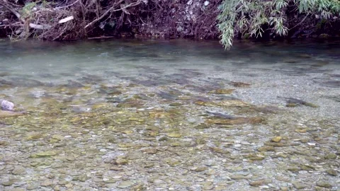 Wild salmon Stock Footage 138294138