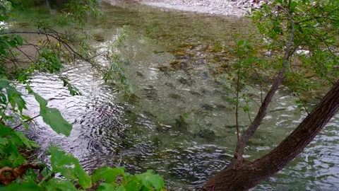 Wild salmon Stock Footage 138294150