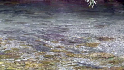 Wild salmon Stock Footage 138294215