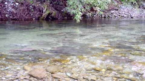 Wild salmon Stock Footage 138294261