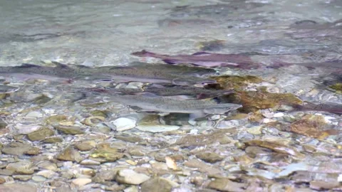Wild salmon Stock Footage 138294265