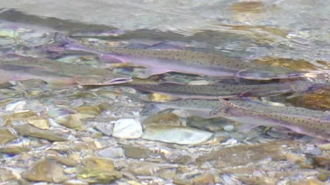 Wild salmon Stock Footage 138294325