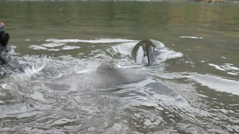 Wild salmon released back into the Hoh river in Washington State Stock Footage 140124085