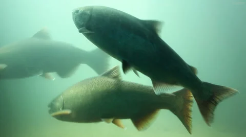 Wild salmon swimming underwater in a fish ladder at a hydroelectric power plant Stock Footage