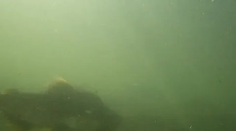 Wild salmon underwater, school Stock Footage 29367036