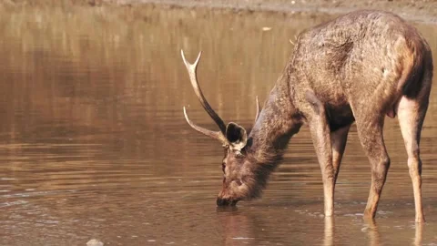 Wild Sambar Deer Drinking Water At The Edge Of A Pond 스톡 동영상 336474159