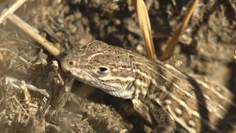 Wild sand lizard basking among dry grass with camouflage pattern in summer Stock Footage 334078722