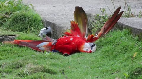 A WILD Scarlet Macaw playfully rolls around in the grass in the Peruvian Amazon Stock Footage 10950503