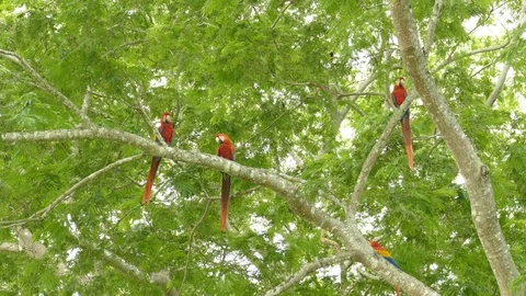 Wild scene of Scarlet Macaws in a tree with two flying in foreground - 24fps Stock Footage 104124330