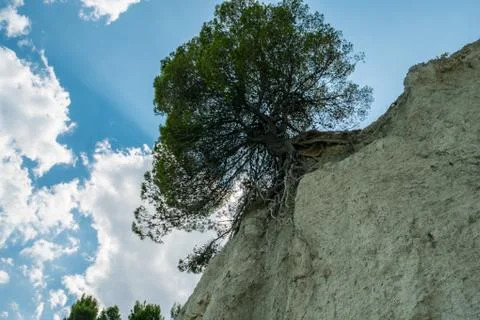 Wild scene of a tree at the edge of a cliff Stock Photos