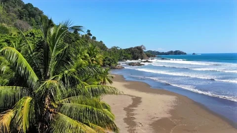 Wild scenic drone view of pristine sandy beach with lush jungle and palm trees Stock Footage 154337770
