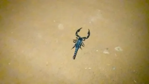 Wild Scorpion Stock Footage 117038780