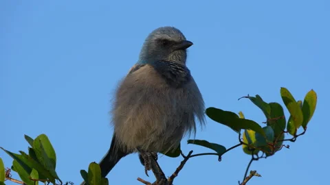 WILD SCRUB JAY CLOSE UP  Stock Footage 228709021
