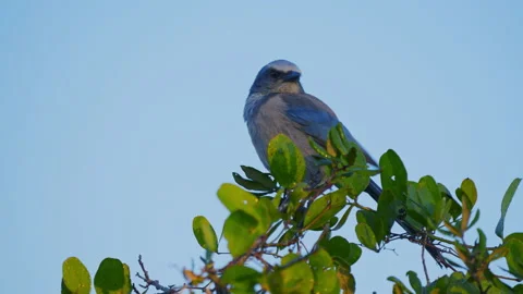 WILD SCRUB JAY FULL SHOT 스톡 동영상 228711496