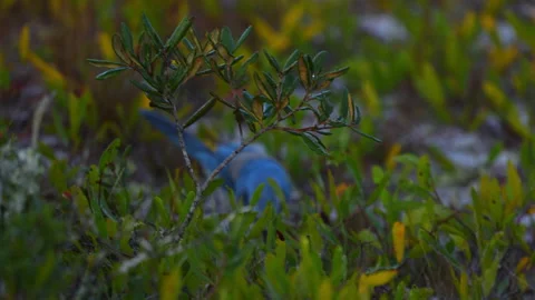 WILD SCRUB JAY ON GROUND 스톡 동영상 228708903
