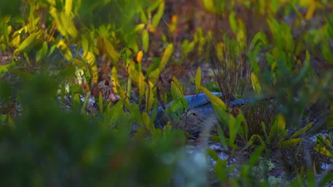 WILD SCRUB JAY PICKING SEEDS Stock Footage 228711117