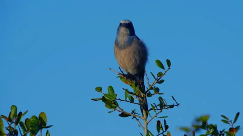 WILD SCRUB JAY ON TREE Video stock 228709166