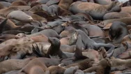 Wild Sea Lion Population 1 Stock Footage
