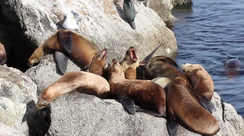 Wild Sea Lions Argue While Other Sleep Video stock 22933157