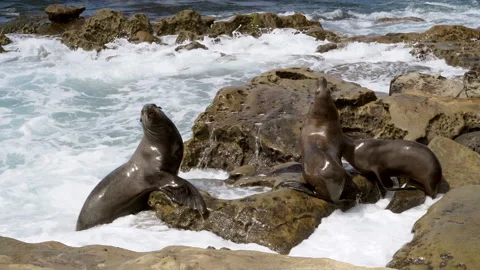 Wild sea lions on the beach. Stock Footage
