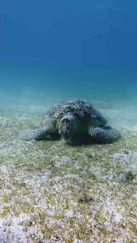 Wild sea turtle Vidéo 345806125