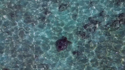 Wild sea turtle swimming in clear tropical water. Magic aerial view drone Stock Footage 344613824