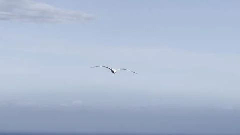 Wild seagull flying towards camera panning Stock Footage 336513500