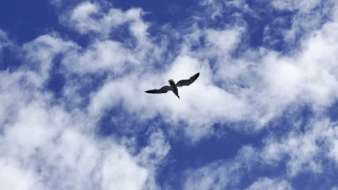 Wild seagull flying under clouds panning Stock Footage 336510910