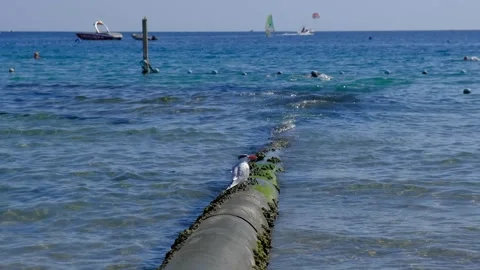Wild seagull sitting on a concrete pipe in the sea water with boats in the .. Video stock 338332612