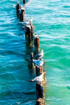 Wild seagulls Stock Photos