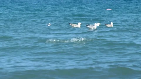 Wild seagulls resting on the water surface with soft ripples in a tranquil M Stockbeeldmateriaal 333470458
