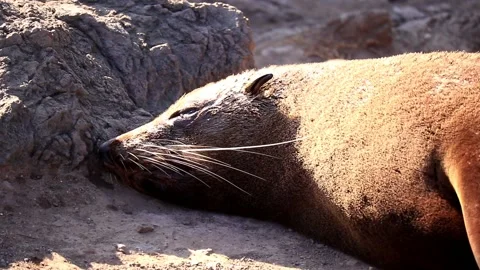 Wild Seal Close Up Stock Footage 132780957
