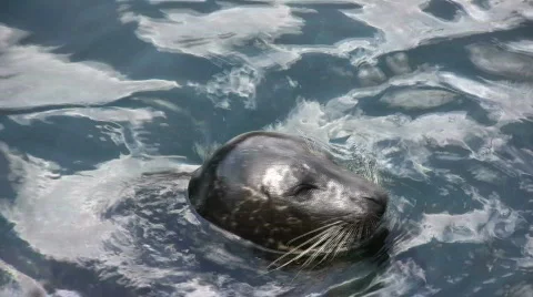 Wild seal Stock-Footage 545702